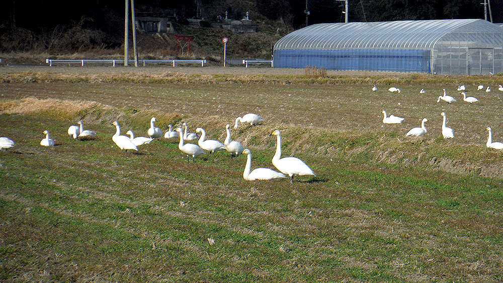 アグリードなるせの農地には毎年白鳥の群れが飛来する