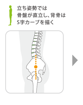 立ち姿勢では骨盤が直立し、背骨はS字カーブを描く