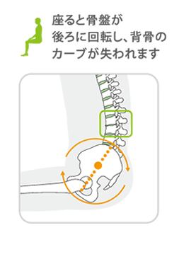 座ると骨盤が後ろに回転し、背骨のカーブが失われます