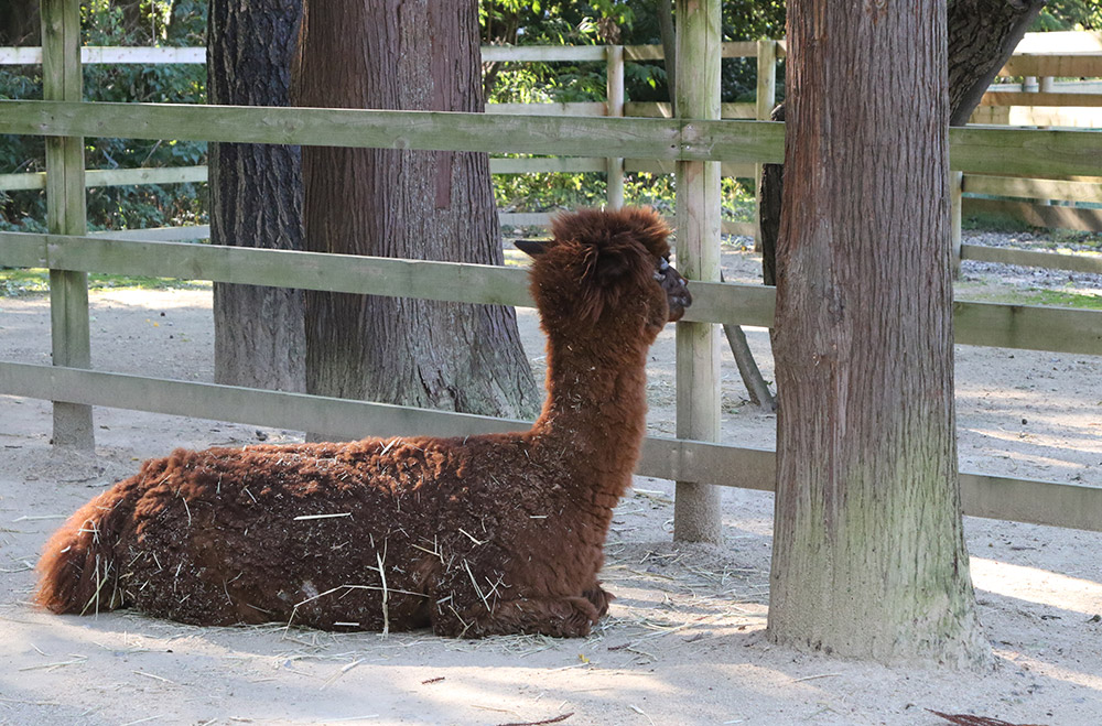 Share金沢で飼育されているアルパカ。彼らにも立派な役目がある
