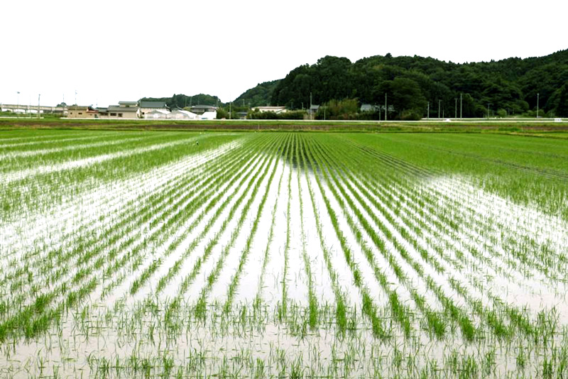 震災からわずか３ヶ月後に田植え完了。驚異的なスピード