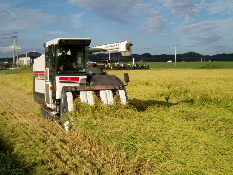 秋には稲が田んぼ一面にたわわと実った。収穫量は例年と変わらず。米の品質もアップした