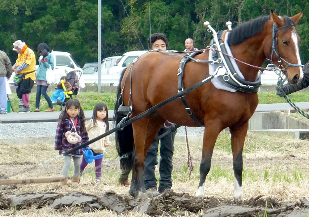馬耕には子どもたちも興味津々