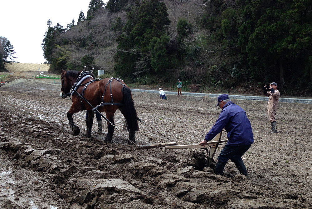 「昔とった杵柄」で馬耕を行う地元のベテラン農家