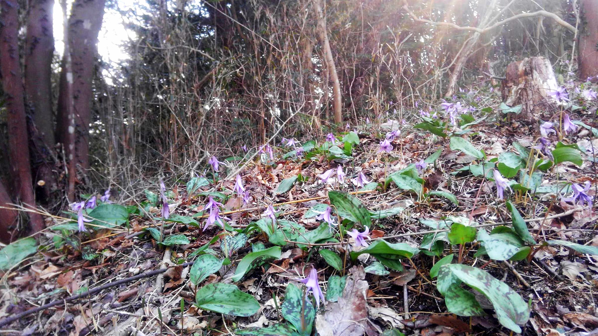 森を整備したことでカタクリの花畑が出現