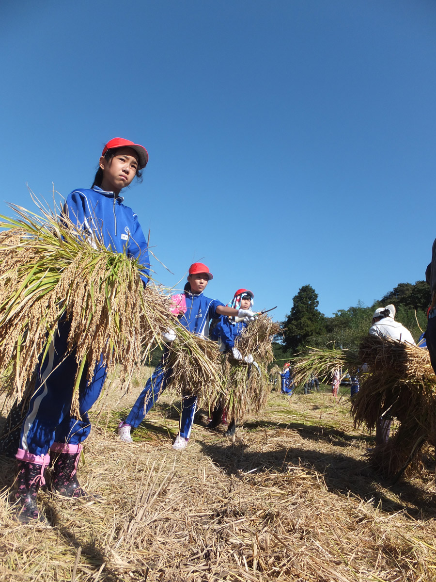 生き物観察をしながら田んぼと水辺と森とのつながりを感じる授業の様子（2013年10月）