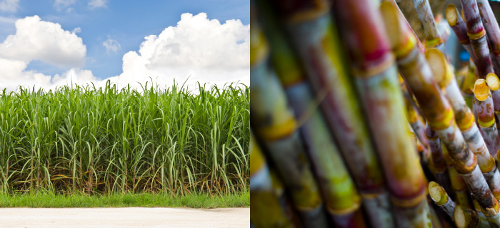 Up-Ring | CO2の固定